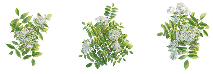  Valeriana officinalis tree top view, tree plan 4k png cutout	