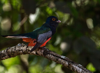 potrait of a Blue-crowned Trogon
