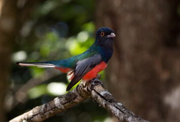 Potrait of a Blue-crowned Trogon
