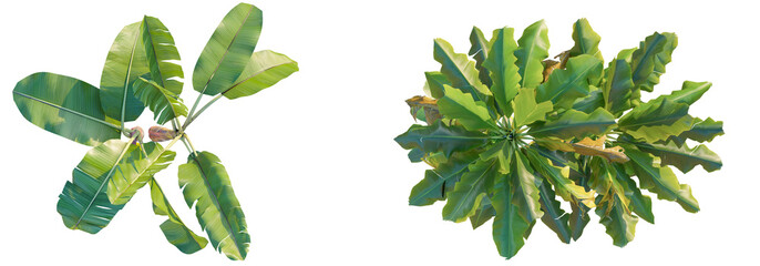 Banana tree top view, tree plan 4k png cutout  © Đỗ Hải