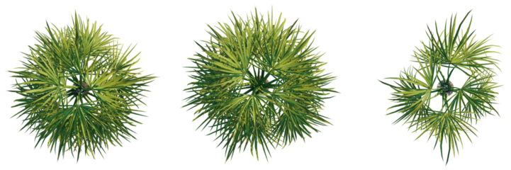 Sabal palmetto tree top view, tree plan 4k png cutout	