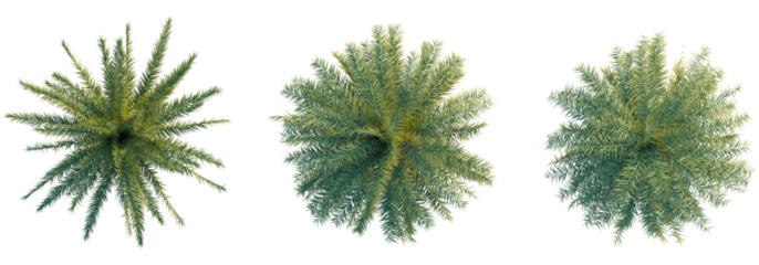 Phoenix sylvestris tree top view, tree plan 4k png cutout	