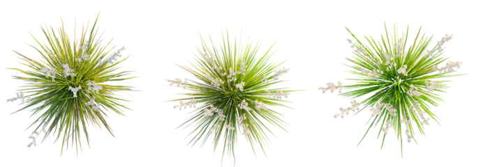 Libertia formosa tree top view, tree plan 4k png cutout	