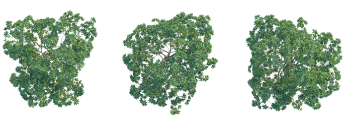 Alstonia scholaris tree top view, tree plan 4k png cutout	