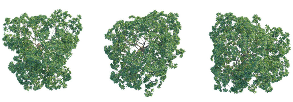 Alstonia scholaris tree top view, tree plan 4k png cutout	