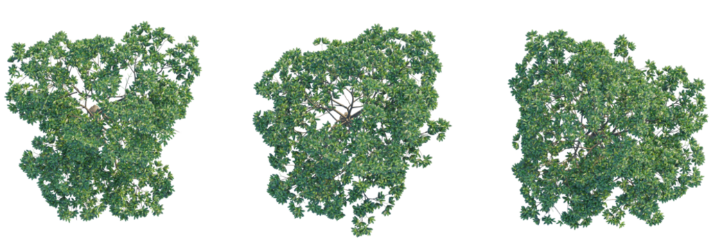 Alstonia scholaris tree top view, tree plan 4k png cutout	