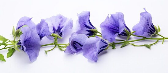 Butterfly Pea Flower Isolated on white background Clitoria ternatea L. Creative banner. Copyspace image