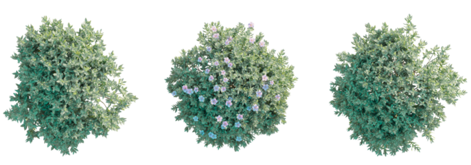 Cistus albidus tree top view, tree plan 4k png cutout	