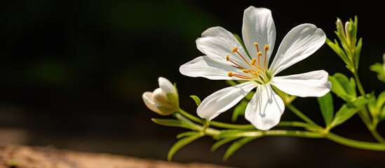 Obraz premium Crassocephalum crepidioides flower photographed in the yard. Creative banner. Copyspace image