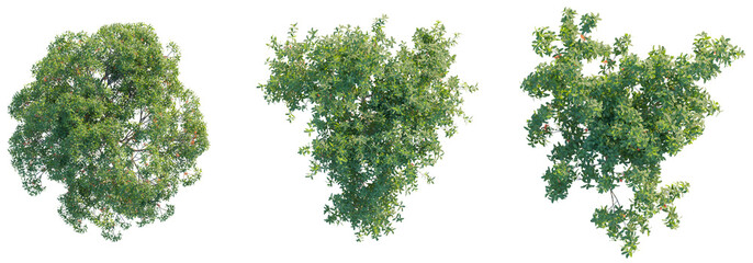Obraz premium Barringtonia acutangula tree top view, tree plan 4k png cutout 
