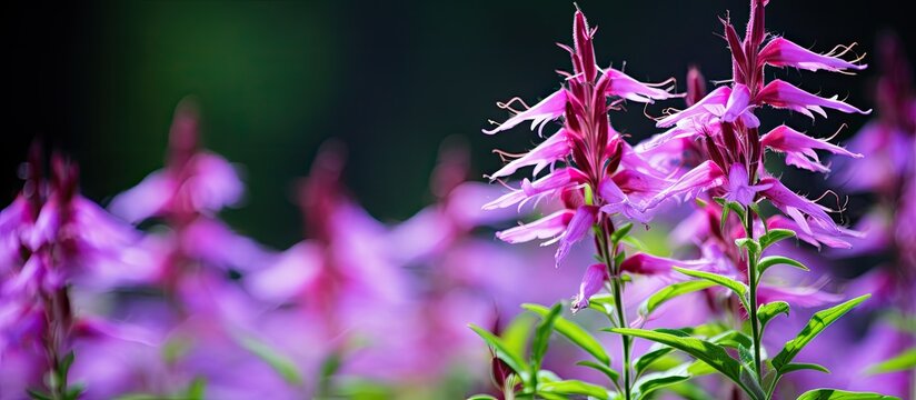 Close up of a purple cardinal flower lobelia cardinalis in bloom. Creative banner. Copyspace image