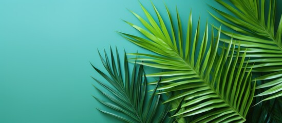Bright colored sheet of palm Exotic plant Conceptual contemporary art Summer style Art gallery design Creative modern. Creative banner. Copyspace image