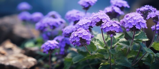 wild plant with the scientific name Ageratum conyzoides. Creative banner. Copyspace image