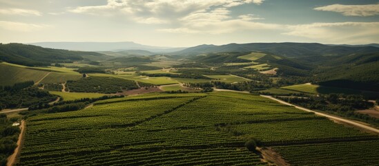 Vineyards from above drone view. Creative banner. Copyspace image
