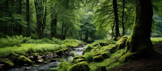 ferns and old trees in a dense forest. Creative banner. Copyspace image