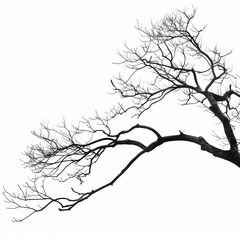 Obraz premium 나뭇가지