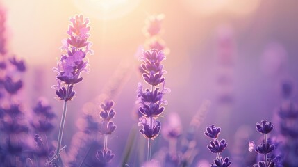 Obraz premium Serene lavender backdrop with gradient hues, perfect for mindfulness concepts.