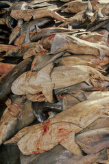 Daily shark market in Tihama