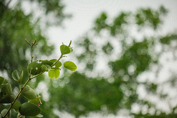 Beautiful flowers blooming and green leaves background in the garden 
