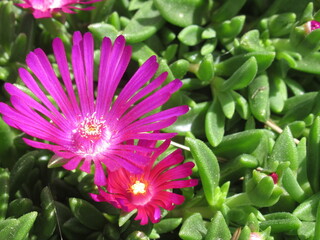 Różowo kwitnące rośliny z gatunku delosperma © Kumulugma