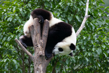 Close up Happy Little Panda on the high Tree Wolong Panda Base, china
