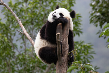 Close up Happy Little Panda on the high Tree Wolong Panda Base, china