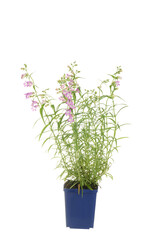 isolated beardtongue plant in flowerpot