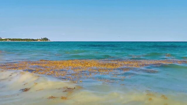 Tropical Caribbean beach water seaweed sargazo Playa del Carmen Mexico.