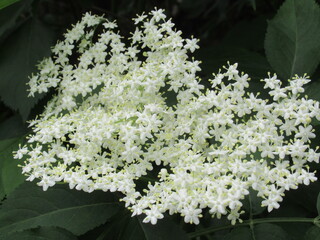 Zbliżenie na białe kwiaty czarnego bzu © Kumulugma