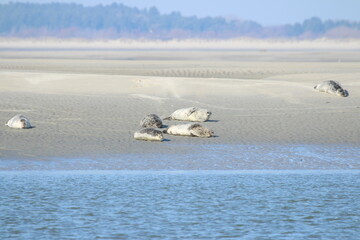 Phoques dans la baie de somme © totoro