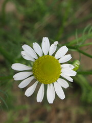 Obraz premium Zbliżenie na kwiat rumianku