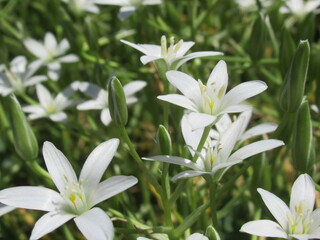 Zbliżenie na białe kwiaty rośliny z gatunku Ornithogalum juncifolium © Kumulugma
