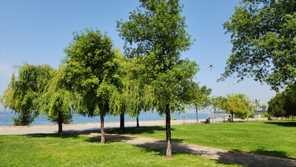 Trees of the Cork Oak (Quercus suber) an willow (Salix sp) in a city park