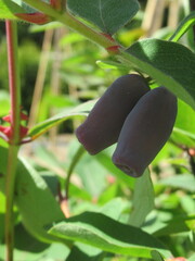 Zbliżenie na owoc jagody kamczackiej © Kumulugma