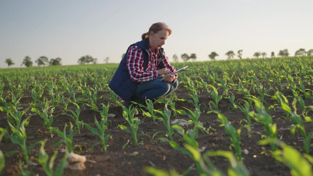 software for farmers. Female agronomist farmer uses a software on tablet pc to control grain yield