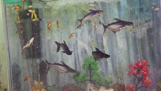 Bala shark fish, Young bream, carp and minnows swim in the aquarium. Freshwater river fish in an aquarium. The giant pangasius (Pangasius sanitwongsei) are swimming in freshwater aquarium. 4K Footage.