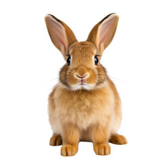 Fototapeta premium Adorable brown rabbit with large ears sitting attentively, isolated on a white background. Perfect for animal and pet themes. PNG transparent