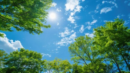 Obraz premium trees against a blue sky with clouds on a bright sunny day