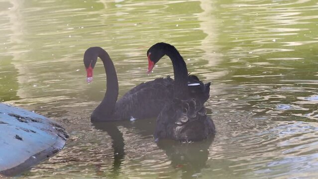 Black swans are swimming in the water in the zoo lake. Picture of a black swan. A Cygnus atratus swims in the water. A large water bird. Wild life animal. Beautiful 4K footage.