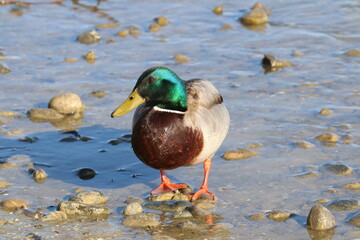 Un canard 