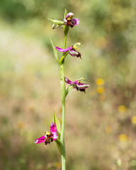 Ophrys apifera var. almaracensis