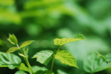 Raspberry cane, close up of leaves