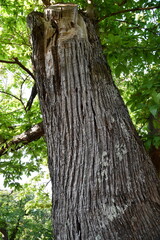 Centuries-old chestnut forest. Detail of the bark of the chestnut tree trunk.