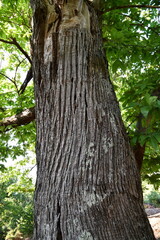 Fototapeta premium Centuries-old chestnut forest. Detail of the bark of the chestnut tree trunk.