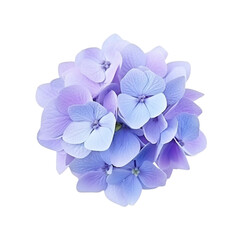 Obraz premium Hydrangea flower isolated on transparent background
