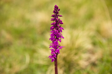 Obraz premium blühendes Knabenkraut orchidee auf der Bergwiese