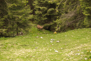 Waldgemse beim grasen auf einer Lichtung auf dem Breitenberg