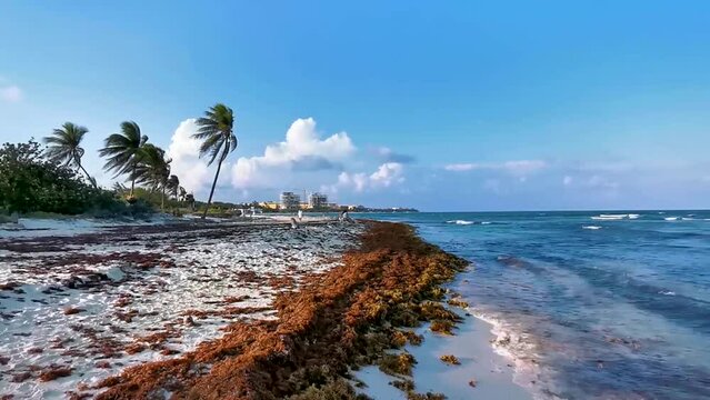 Tropical Caribbean beach water seaweed sargazo Playa del Carmen Mexico.