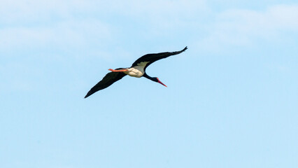 stork in flight