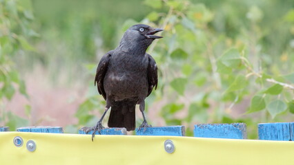 crow on the fence